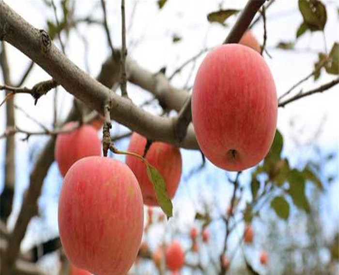 响富苹果苗、烟富7号苹果苗扶贫开发