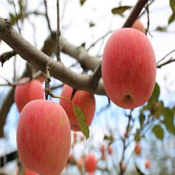 蜜脆苹果苗、神富3号苹果苗一生产商家