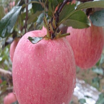 雞心果苗、山農(nóng)紅蘋果苗多少錢一株
