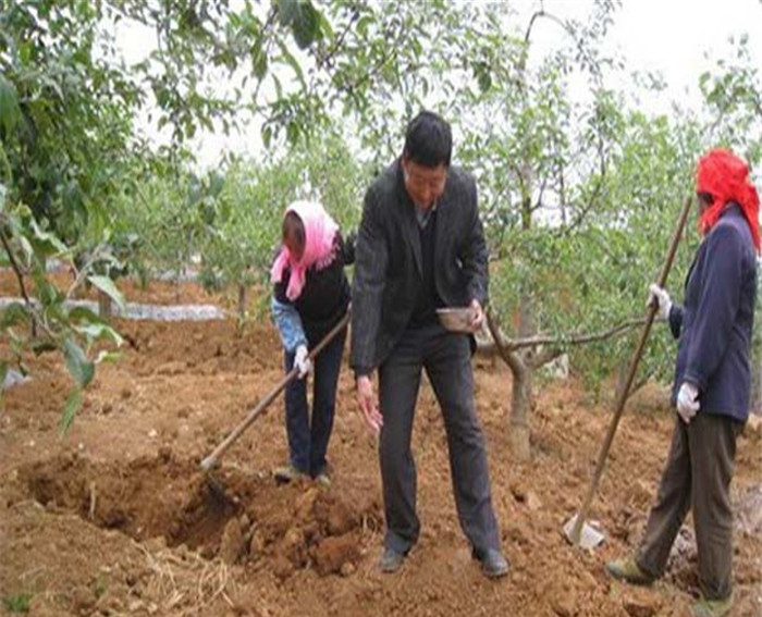 华庆苹果苗、秦冠苹果苗一亩地种植多少