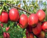 新红将军苹果苗、能保证品种的藤木1号苹果树苗繁育基地
