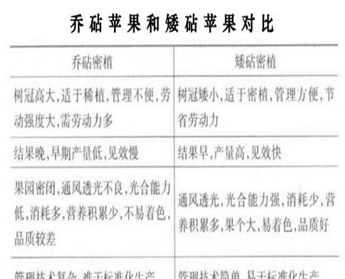 烟富3号苹果苗、能品种的藤木1号苹果树苗繁育基地