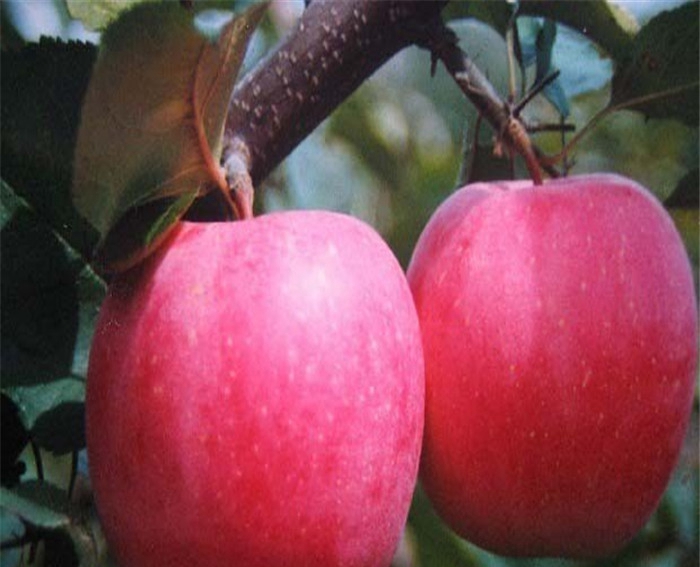 华庆苹果苗、种植藤木1号苹果树苗土壤怎么选择