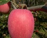 红骨髓苹果苗、种植藤木1号苹果树苗前景怎么样