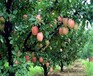 甘红苹果苗、粗度8厘米澳洲青苹果树苗种植技术