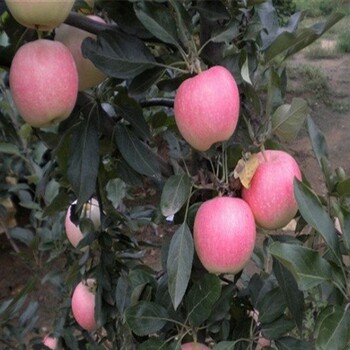瑞陽蘋果苗、夏紅蘋果樹苗生產(chǎn)廠家有哪些？