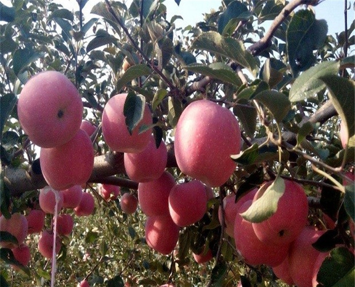 瑞阳苹果苗、种植秦冠苹果苗具备什么条件