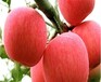 烟富8号苹果苗、农民自产自销沂源红苹果苗
