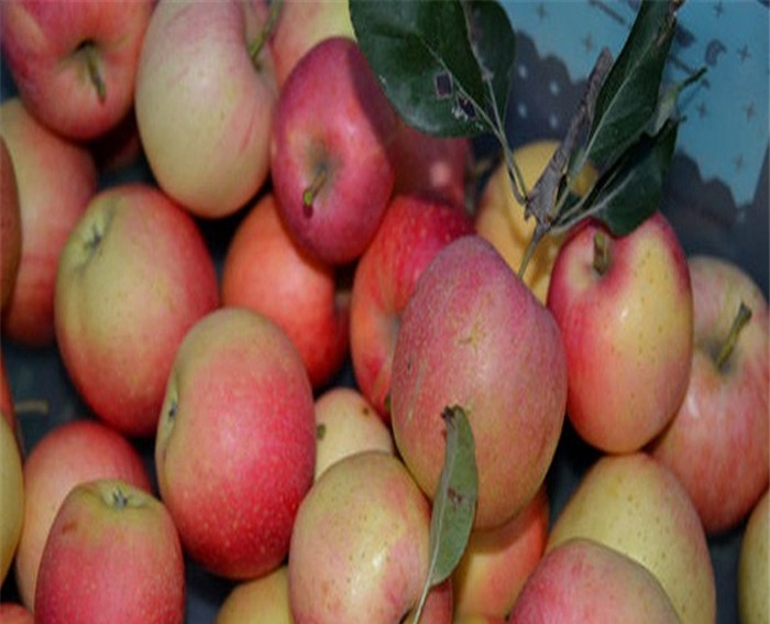 红嘎啦苹果苗、供应商推出新沂源红苹果苗种植管理技术