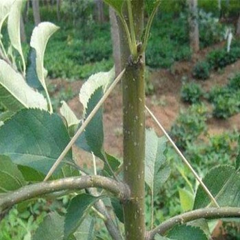 中秋王苹果苗、大量供应藤木1号苹果树苗