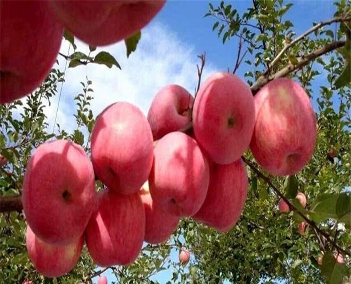 神富6号苹果苗、让你放心的夏红苹果树苗供应商