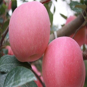 紅肉蘋果樹苗、粗度6厘米澳洲青蘋果樹苗價(jià)格