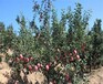 神富2号苹果苗、秦冠苹果苗一亩田种多少棵