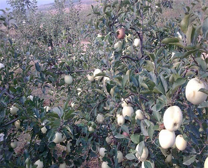 柱状苹果苗、鲁丽苹果树苗一亩地种植多少