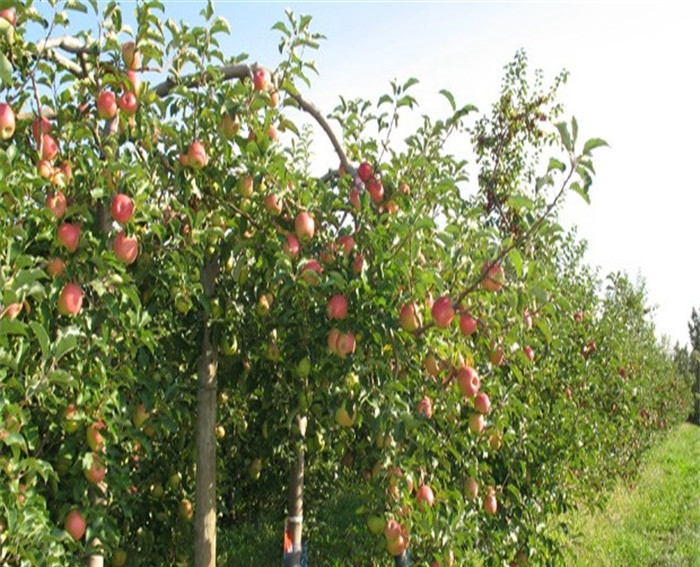 華碩蘋果苗、澳洲青蘋果樹苗花色什么顏色