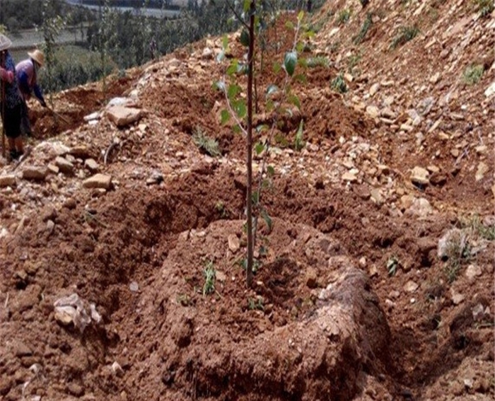 烟富8号苹果苗、中秋王苹果树苗种植应该注意什么