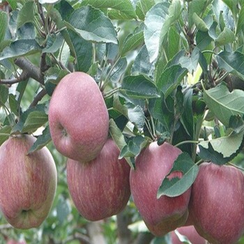 煙富3號蘋果苗、紅科普蘋果樹苗怎樣修剪