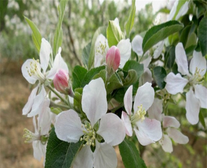 华庆苹果苗、秦冠苹果苗一亩地种植多少