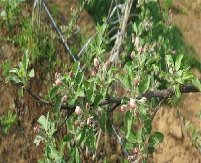 红嘎啦苹果苗、早熟王林苹果树苗