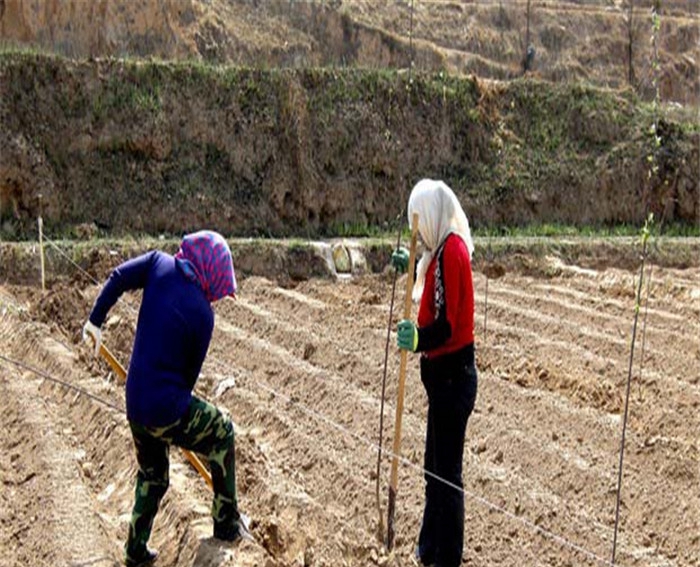 响富苹果苗、烟富7号苹果苗扶贫开发