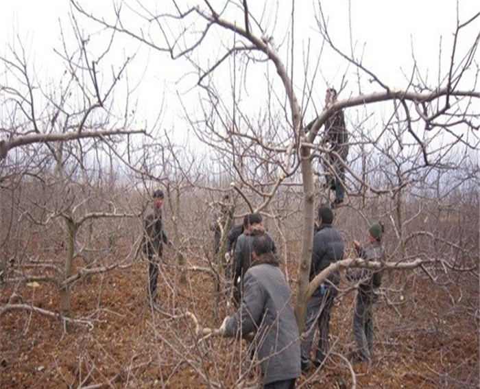 华庆苹果苗、山东双阳红苹果苗老商家