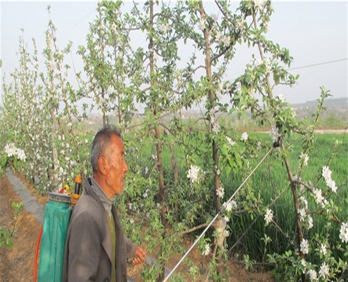 华庆苹果苗、种植藤木1号苹果树苗土壤怎么选择