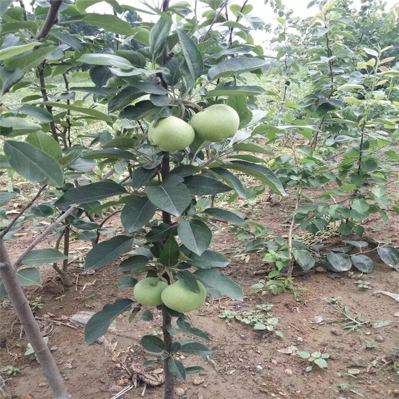 烟富0号苹果苗、供应商推出新沂源红苹果苗种植管理技术