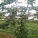 中秋王苹果苗、红科普苹果树苗附近厂家