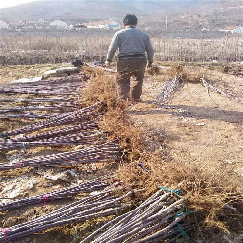 紅嘎啦蘋果苗、秦冠蘋果苗一畝地種植多少