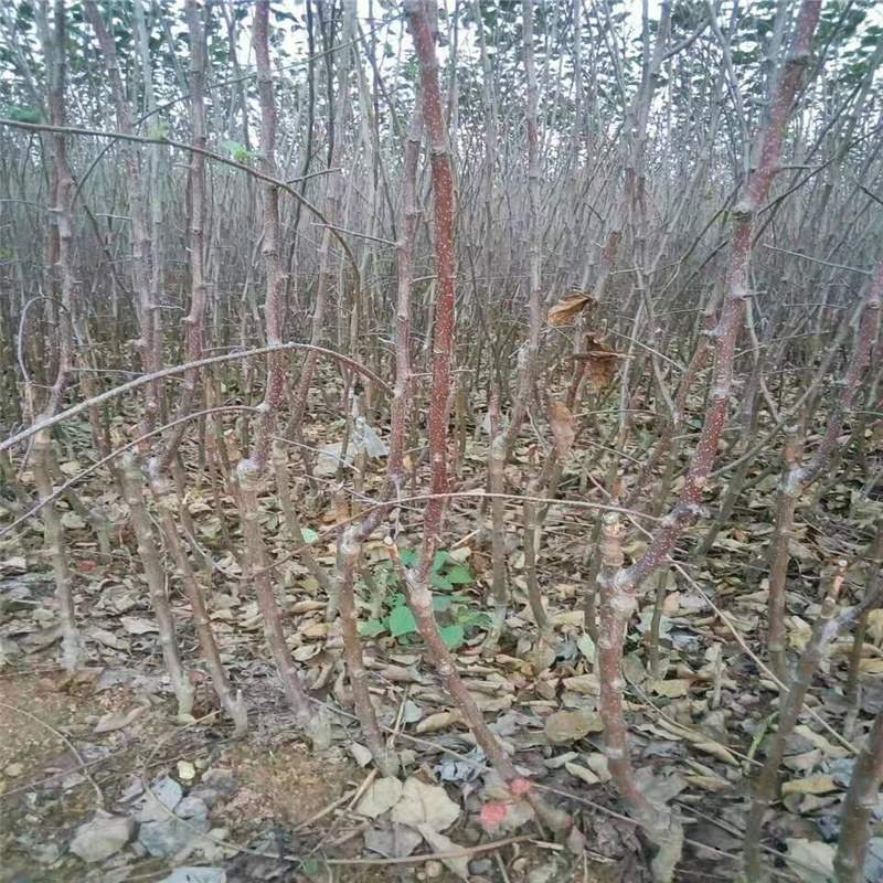 烟富6号苹果苗、种植秦冠苹果苗前准备什么