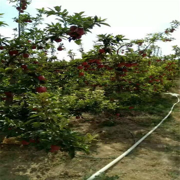 紅嘎啦蘋果苗、藤木1號(hào)蘋果樹苗上市