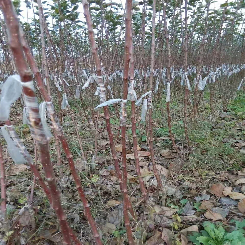 中秋王苹果苗、藤木1号苹果树苗上市