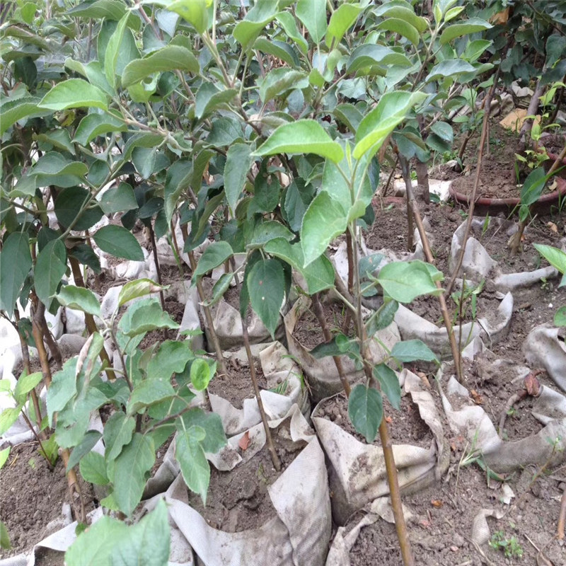 美國(guó)8號(hào)蘋果苗、美樂(lè)蘋果苗扶貧工程