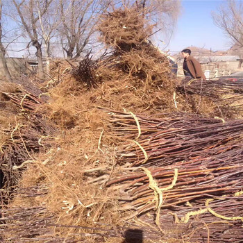 煙富8號蘋果苗、怎樣培育金帥蘋果樹苗