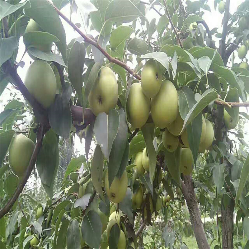 花牛蘋果苗、粗度8厘米澳洲青蘋果樹苗種植技術(shù)