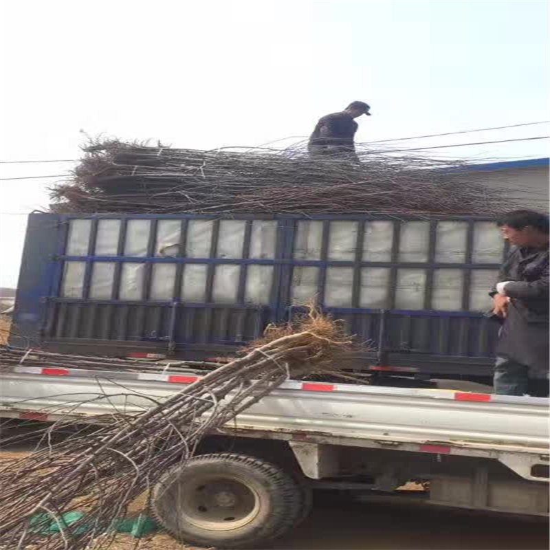 蜜脆苹果苗、美乐苹果苗上车价