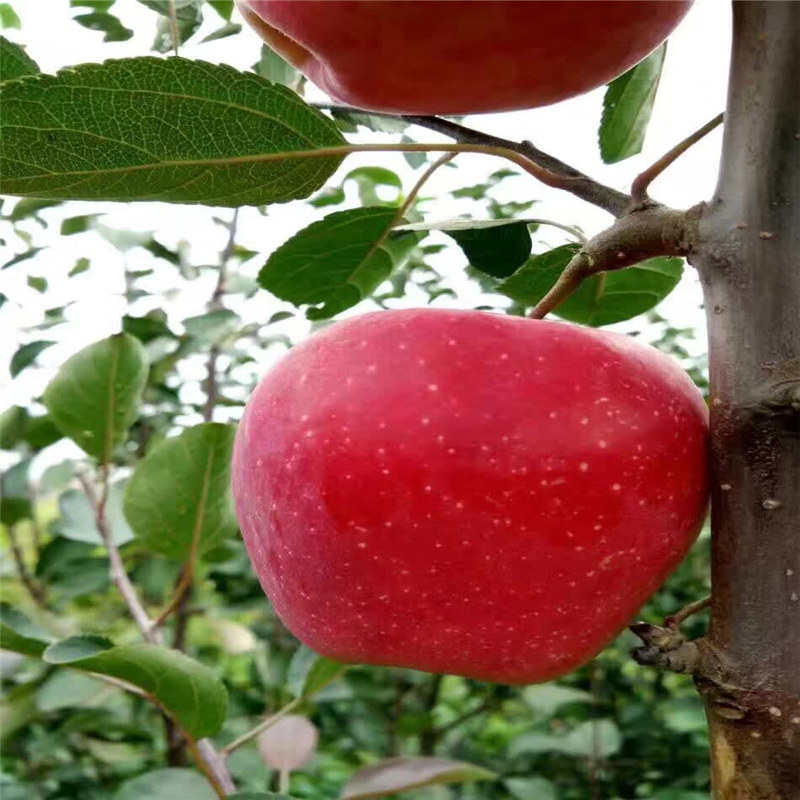 华庆苹果苗、新货藤木1号苹果树苗上市
