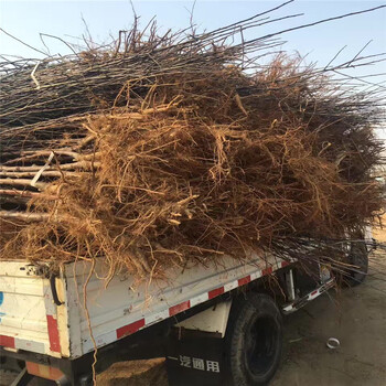 美國8號蘋果苗、澳洲青蘋果樹苗花色什么顏色