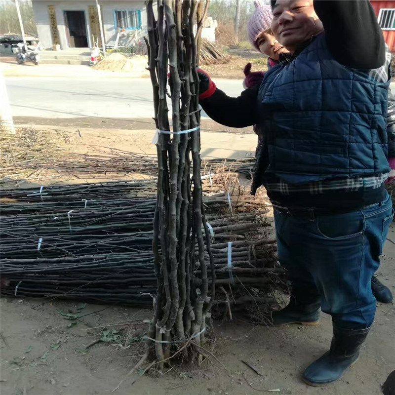 黑苹果树苗、供应首富3号苹果苗