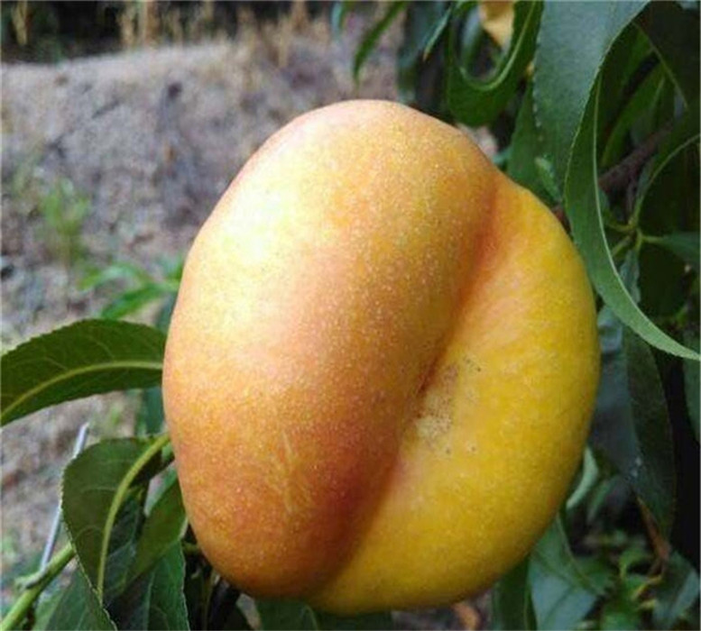 供應(yīng)桃樹原生苗