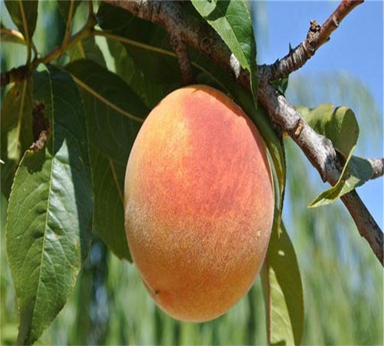 供應(yīng)桃樹原生苗