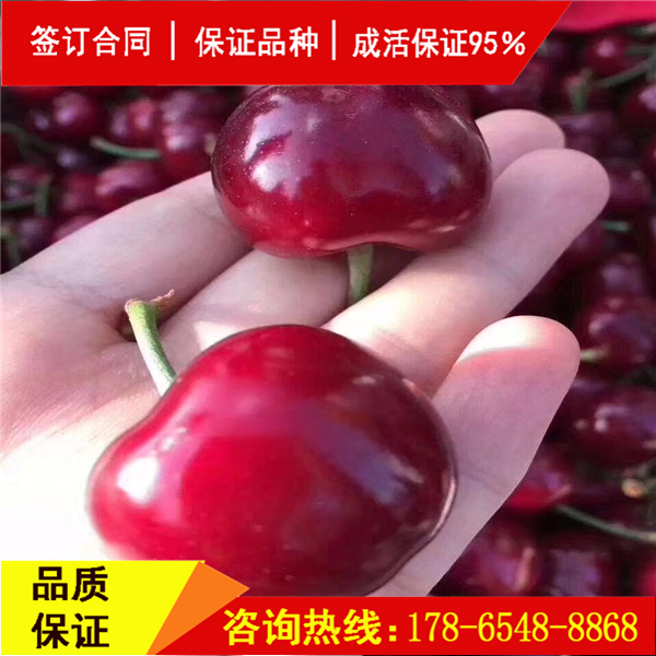 吉塞拉櫻桃砧木櫻桃?guī)啄杲Y(jié)果