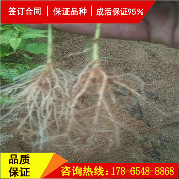 斯坦拉櫻桃樹嫁接砧木