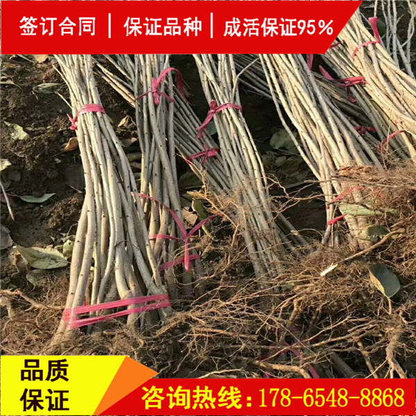 斯坦拉櫻桃樹上市