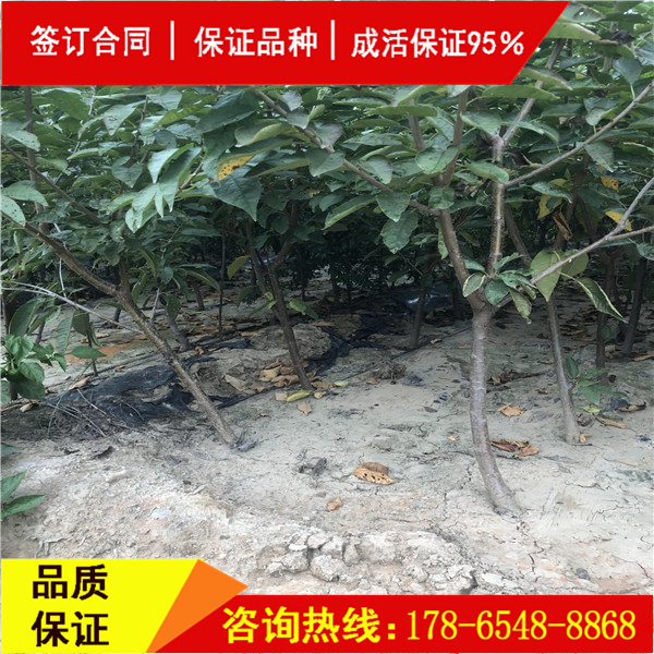 吉塞拉櫻桃砧木櫻桃結(jié)果時間