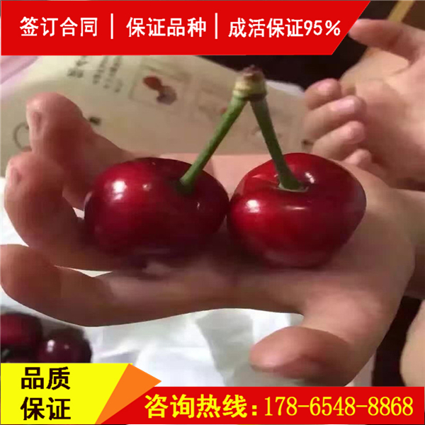 吉塞拉櫻桃砧木櫻桃結(jié)果時間