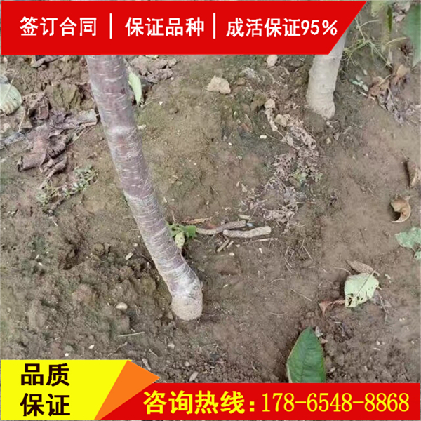吉塞拉櫻桃砧木櫻桃結(jié)果時間
