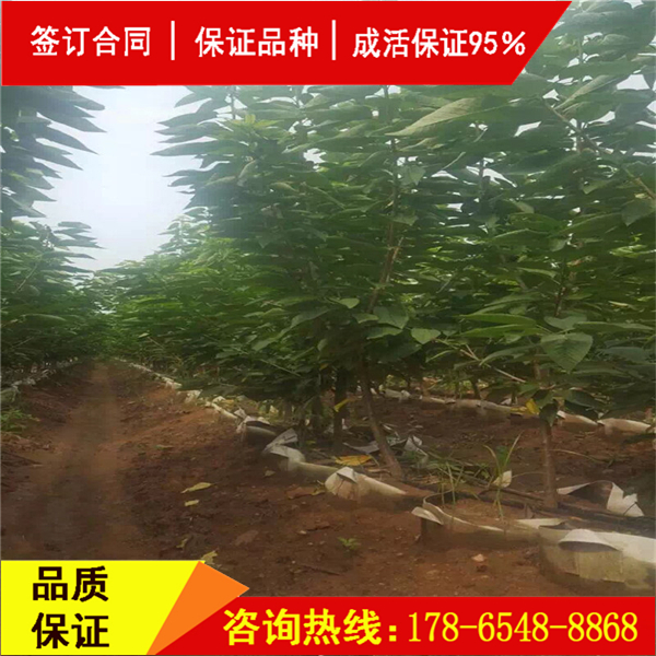 吉塞拉櫻桃砧木櫻桃?guī)啄杲Y(jié)果
