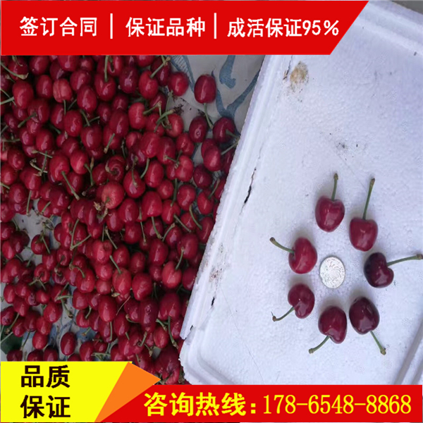 斯坦拉櫻桃樹上市