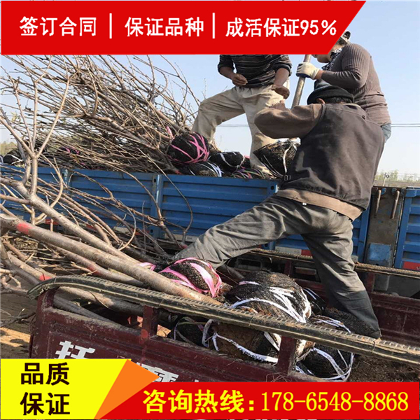 斯坦拉櫻桃樹上市